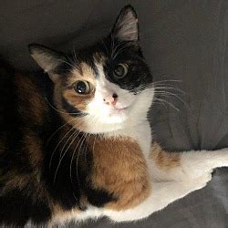 hampton cat friendly|Pet.